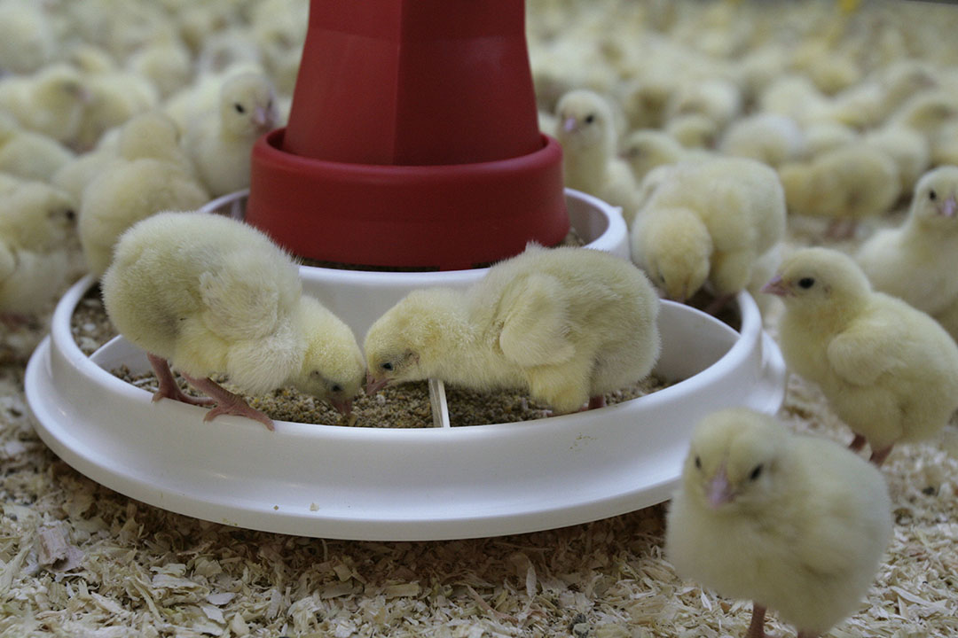 ჩვენ შესახებ